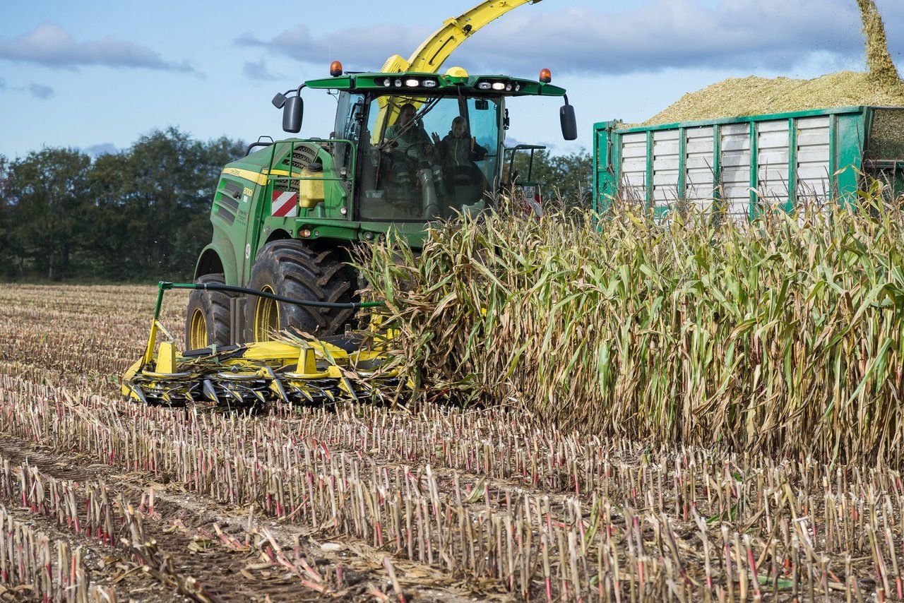 Bild 176 - Maisernte